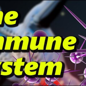 The Human Immune System - What Happens During A COVID Infection?